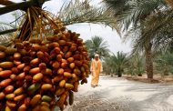 زراعة النخيل في المريخ