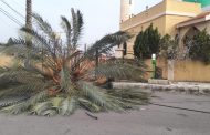 مجهولون يقطعون اشجار الصنوبر في غابة برقايل