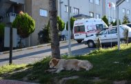 بالفيديو ـ قصة كلب وفيّ لصاحبه المريض بكورونا أمام مستشفى في تركيا !