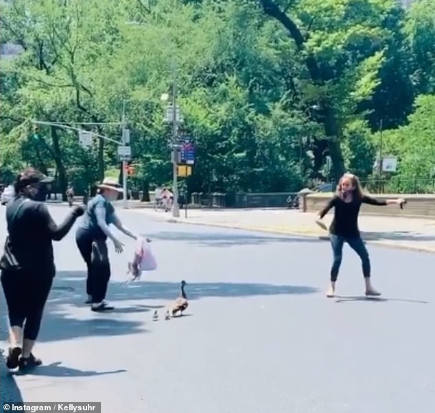 بالفيديو ـ توقف حركة المرور لمرور بطة وابنيها في نيويورك !