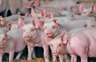 ألمانيا ترصد حالات إصابة بحمى الخنازير الأفريقية داخل أراضيها
