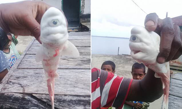 بالصور ـ صيّادون يعثرون على سمكة قرش صغيرة بعين واحدة في إندونيسيا !
