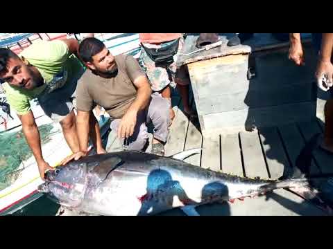 بالفيديو ـ  سمكة بزنة 220 كيلوغرام في صور
