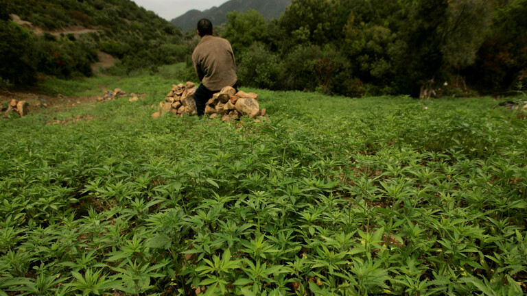 المغرب يتجه نحو السماح بزراعة وإنتاج القنب للأغراض الطبية