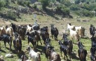 قوات العدو الإسرائيلي أعادت 300 رأس من الماعز كانت قد احتجزتها في مزارع شبعا