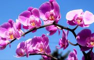 اكتشاف مركب نباتي لعلاج سرطان البروستات