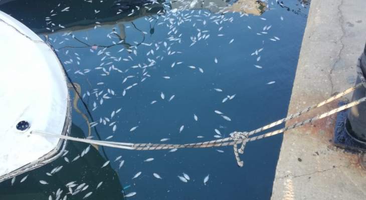 المدعي العام البيئي جنوباً كلف بفتح تحقيق بأسباب نفوق أسماك في حوض ميناء صيدا