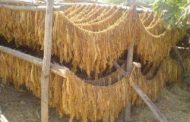 مزارعو التبغ جنوبا: استكمال الاعتصامات لإرغام الريجي على إنصافنا